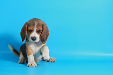 1 ay saf ırk beagle köpek yavrusu yeşil ekran