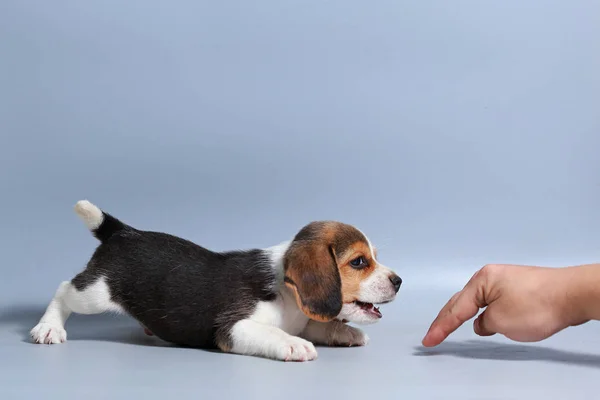 Miesiąc Czystej Rasy Beagle Szczeniak Szary Ekran — Zdjęcie stockowe