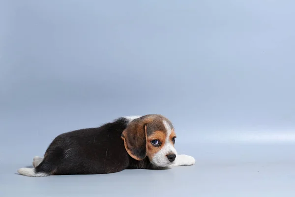 Mês Puro Raça Beagle Filhote Cachorro Tela Cinza — Fotografia de Stock