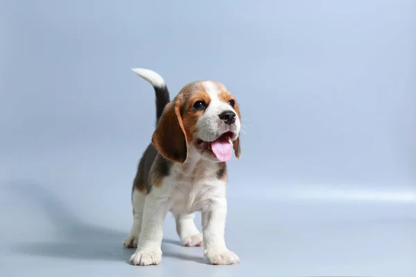 1 ay saf ırk beagle köpek yavrusu gri ekran