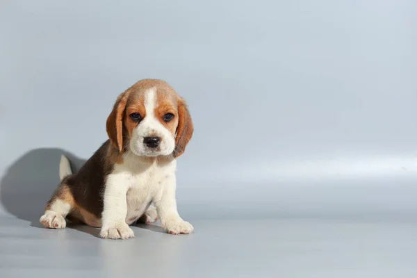 Miesiąc Czystej Rasy Beagle Szczeniak Szary Ekran — Zdjęcie stockowe