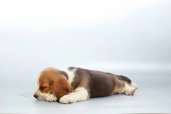 Mes Pura Raza Beagle Cachorro Pantalla Gris — Foto de Stock