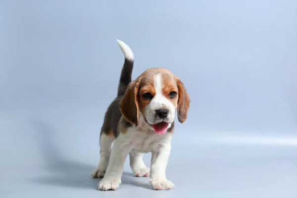 Mes Pura Raza Beagle Cachorro Pantalla Gris — Foto de Stock