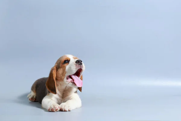 1 ay saf ırk beagle köpek yavrusu gri ekran