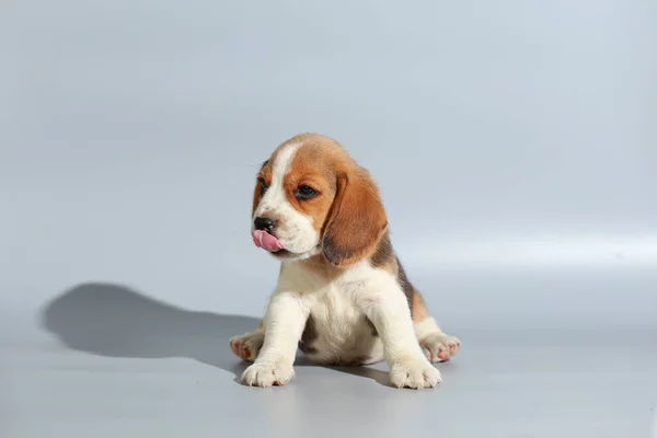 Monat Reinrassiger Beagle Welpe Auf Grauem Bildschirm — Stockfoto