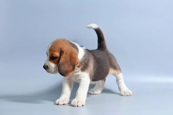 Mes Pura Raza Beagle Cachorro Pantalla Gris — Foto de Stock