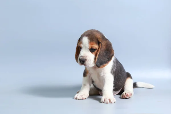 Mês Puro Raça Beagle Filhote Cachorro Tela Cinza — Fotografia de Stock