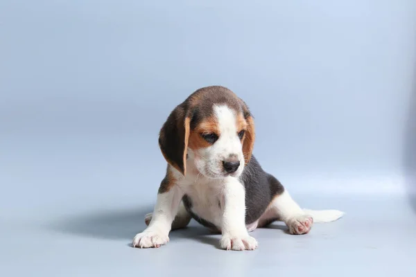 Mes Pura Raza Beagle Cachorro Pantalla Gris —  Fotos de Stock