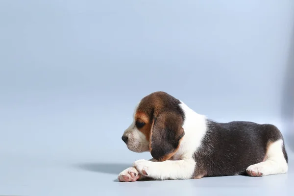 Month Pure Breed Beagle Puppy Gray Screen — Stock Photo, Image