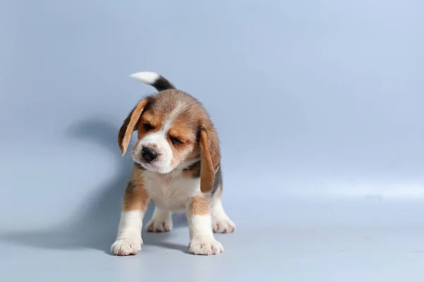 Mes Pura Raza Beagle Cachorro Pantalla Gris —  Fotos de Stock