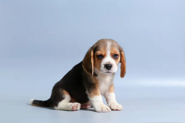 Mes Pura Raza Beagle Cachorro Pantalla Gris —  Fotos de Stock