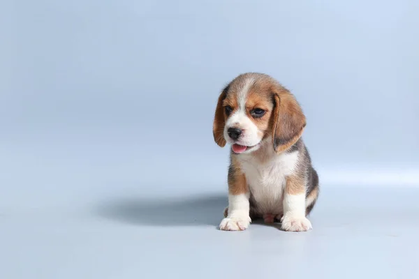 Mês Puro Raça Beagle Filhote Cachorro Tela Cinza — Fotografia de Stock