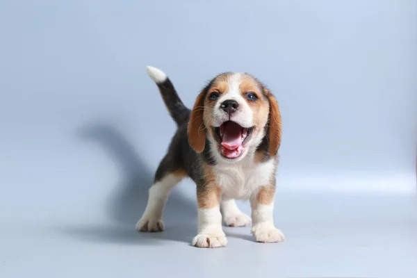 Monat Reinrassiger Beagle Welpe Auf Grauem Bildschirm — Stockfoto