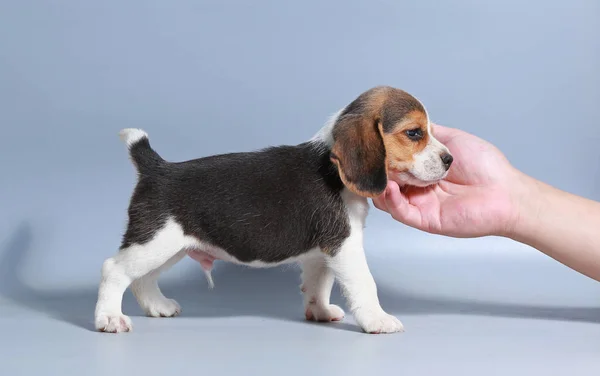 Maand Zuiver Ras Beagle Puppy Grijs Scherm — Stockfoto