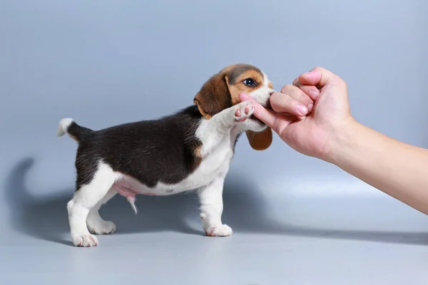 Mese Razza Pura Beagle Cucciolo Sullo Schermo Grigio — Foto Stock