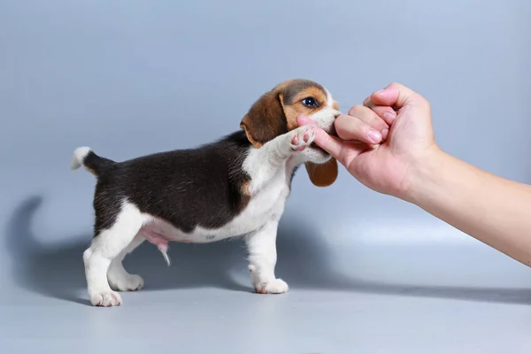 Mês Puro Raça Beagle Filhote Cachorro Tela Cinza — Fotografia de Stock