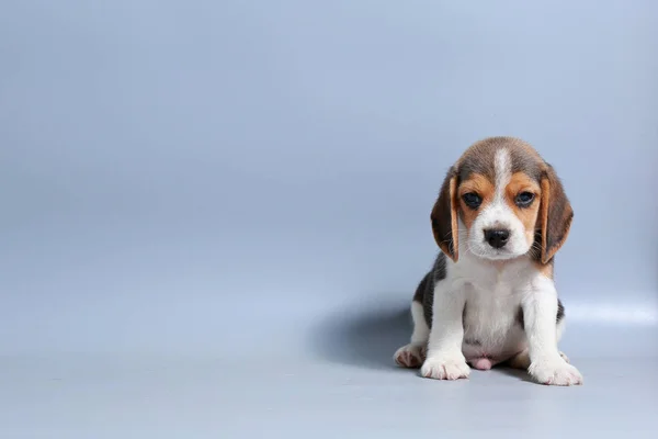 1 ay saf ırk beagle köpek yavrusu gri ekran