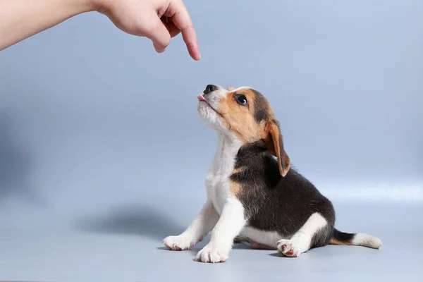 Monat Reinrassiger Beagle Welpe Auf Grauem Bildschirm — Stockfoto