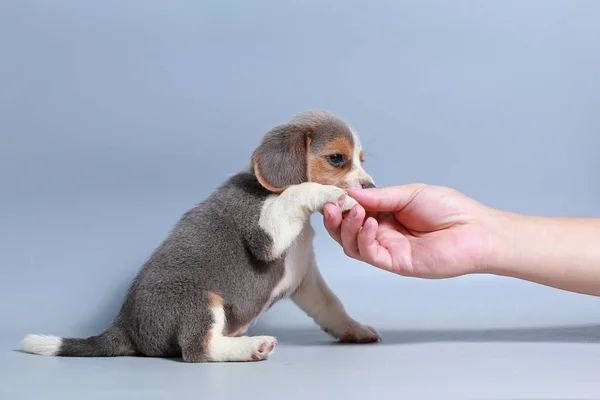 Month Pure Breed Beagle Puppy Gray Screen — Stock Photo, Image