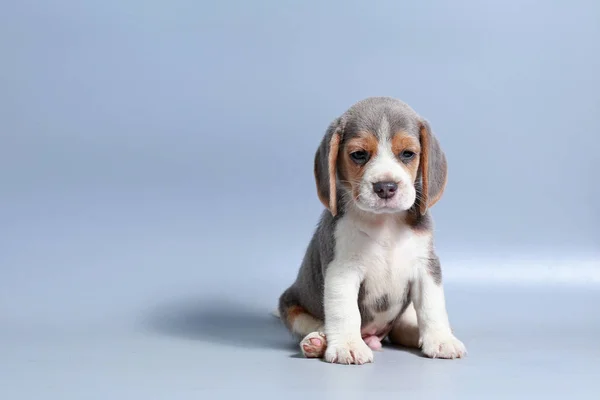 Mês Puro Raça Beagle Filhote Cachorro Tela Cinza — Fotografia de Stock