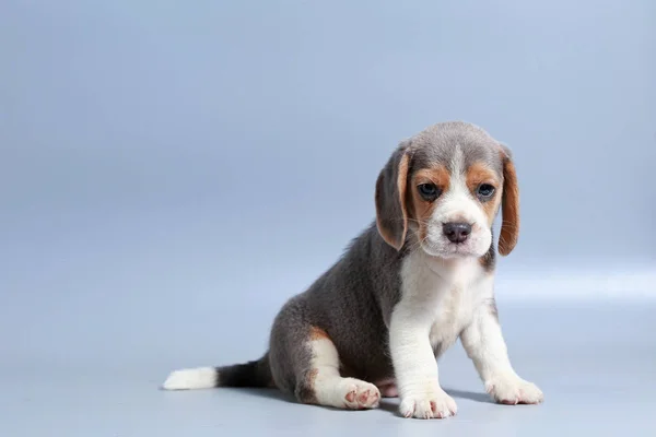 Mes Pura Raza Beagle Cachorro Pantalla Gris —  Fotos de Stock