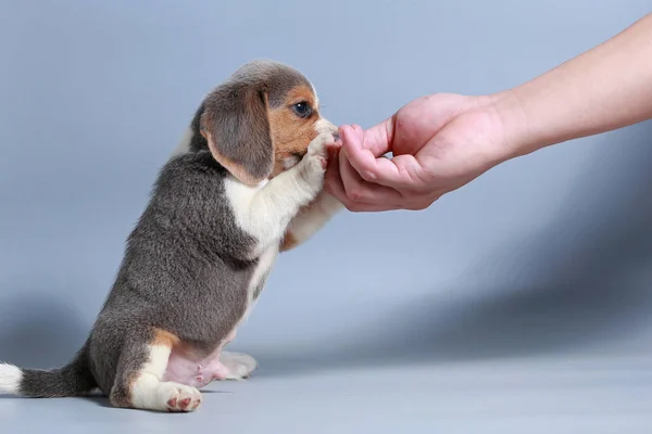Miesiąc Czystej Rasy Beagle Szczeniak Szary Ekran — Zdjęcie stockowe