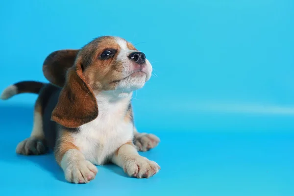 Meses Pura Raza Beagle Cachorro Pantalla Azul Claro —  Fotos de Stock