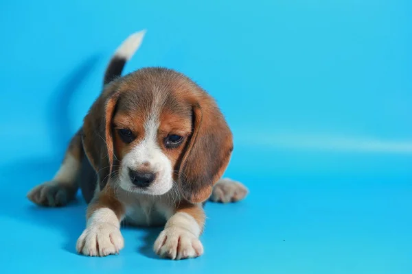 Meses Pura Raza Beagle Cachorro Pantalla Azul Claro —  Fotos de Stock