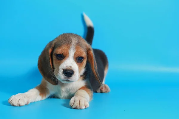 Meses Puro Raça Beagle Filhote Cachorro Tela Azul Claro — Fotografia de Stock