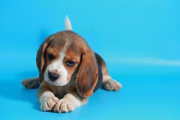 Miesiąc Czystej Rasy Beagle Szczeniak Jasny Niebieski Ekran — Zdjęcie stockowe