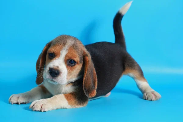 Meses Puro Raça Beagle Filhote Cachorro Tela Azul Claro — Fotografia de Stock