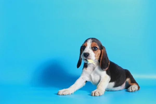 光のブルー スクリーンに ヶ月純粋犬種ビーグル子犬 — ストック写真