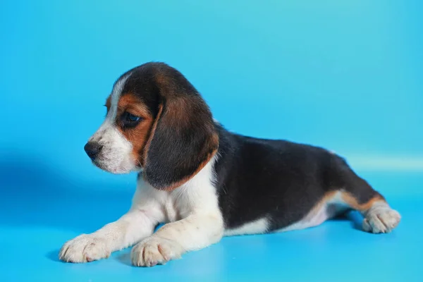 Meses Pura Raza Beagle Cachorro Pantalla Azul Claro —  Fotos de Stock