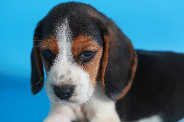 Month Pure Breed Beagle Puppy Light Blue Screen — Stock Photo, Image