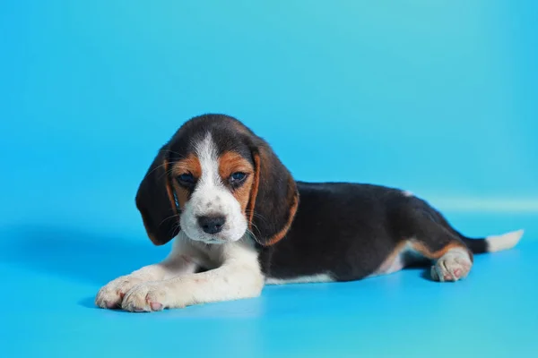 Meses Puro Raça Beagle Filhote Cachorro Tela Azul Claro — Fotografia de Stock