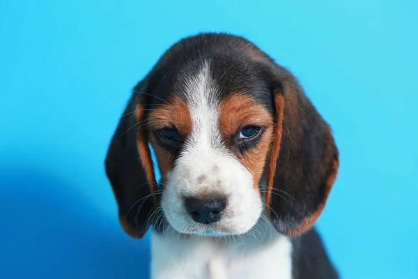 Monate Reinrassige Beagle Welpen Auf Hellblauem Bildschirm — Stockfoto