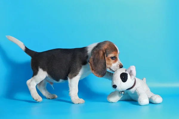 光のブルー スクリーンに ヶ月純粋犬種ビーグル子犬 — ストック写真