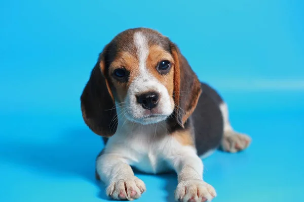 Meses Pura Raza Beagle Cachorro Pantalla Azul Claro — Foto de Stock