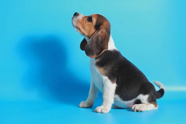 光のブルー スクリーンに ヶ月純粋犬種ビーグル子犬 — ストック写真