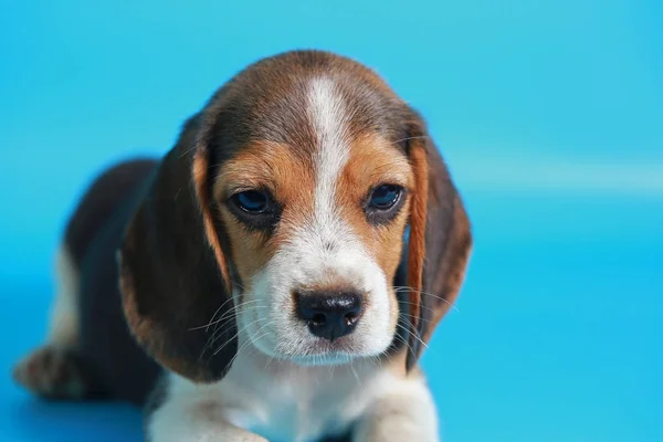 Monate Reinrassige Beagle Welpen Auf Hellblauem Bildschirm — Stockfoto