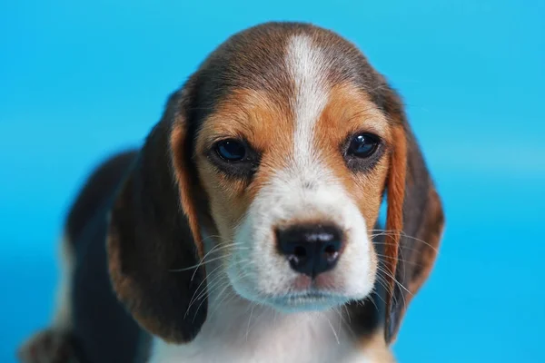 Monate Reinrassige Beagle Welpen Auf Hellblauem Bildschirm — Stockfoto