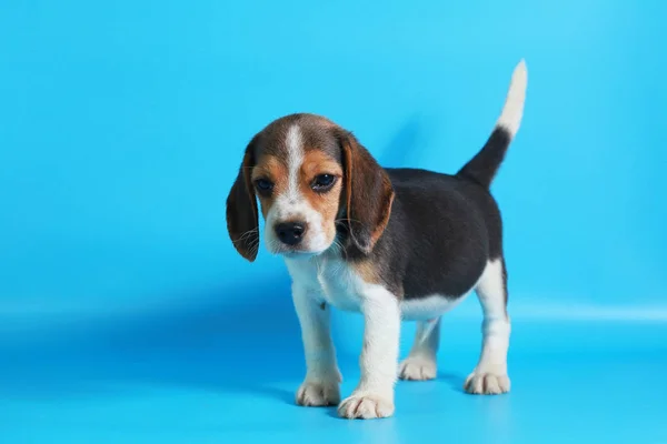 Meses Pura Raza Beagle Cachorro Pantalla Azul Claro —  Fotos de Stock