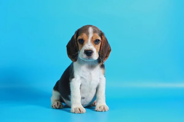 光のブルー スクリーンに ヶ月純粋犬種ビーグル子犬 — ストック写真