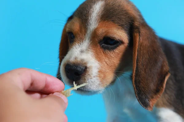 光のブルー スクリーンに ヶ月純粋犬種ビーグル子犬 — ストック写真