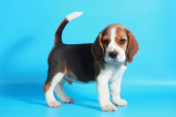 Month Pure Breed Beagle Puppy Light Blue Screen — Stock Photo, Image