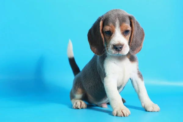 Meses Pura Raza Beagle Cachorro Pantalla Azul Claro —  Fotos de Stock