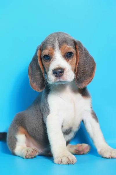 Månad Rena Rasen Beagle Valp Ljus Blå Skärm — Stockfoto