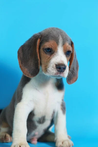 Meses Puro Raça Beagle Filhote Cachorro Tela Azul Claro — Fotografia de Stock