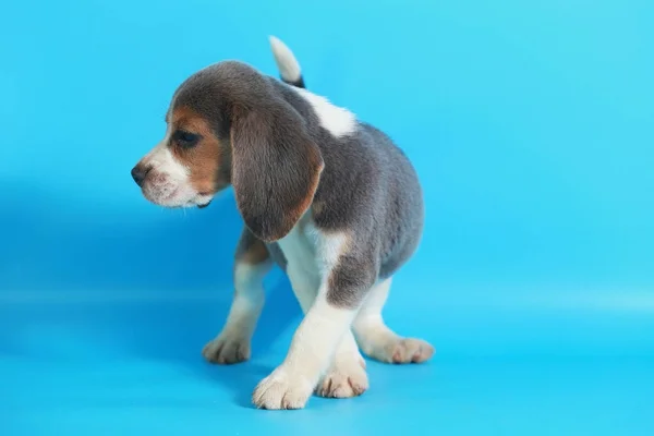 Meses Puro Raça Beagle Filhote Cachorro Tela Azul Claro — Fotografia de Stock