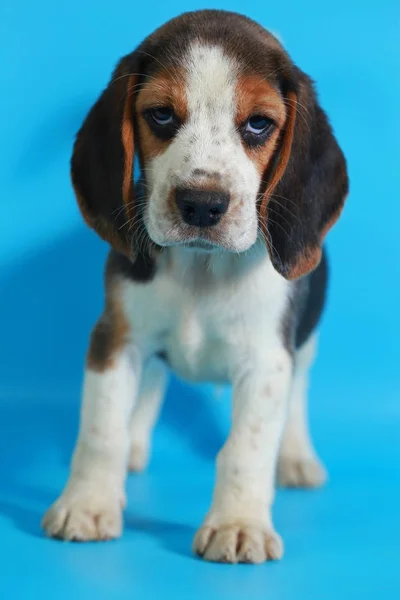 Maand Zuiver Ras Beagle Puppy Groen Scherm — Stockfoto